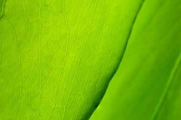 The Close up of green leaf high texture detail