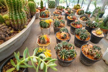 Outdoor botanical cactus plantation farm