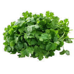 Fototapeta premium Fresh Green Cilantro Bunch Isolated Black Background Vibrant Healthy Culinary Herb Ingredient Cooking Recipe Food Photography Natural Aromatic Spicy Flavorful Garnish Decoration Detailed Image High 