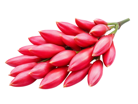 Red ginger flower bunch isolated on transparent background