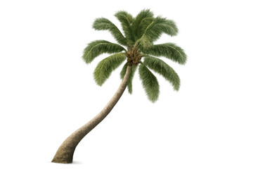 Realistic 3d rendering of leaning coconut palm tree, isolated on transparent background with tropical paradise essence