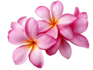 Two pink plumeria flowers isolated on transparent background