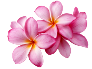 Two pink plumeria flowers isolated on transparent background
