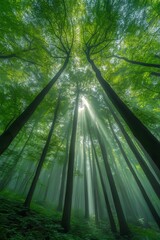 Misty weather surrounds an autumn beech forest situated on a mountain slope