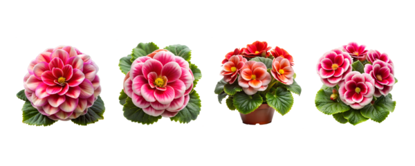 Busy Lizzie Flower Bundle