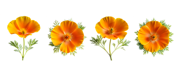 California Poppy Bundle