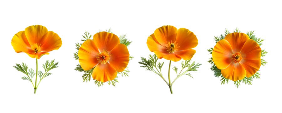 California Poppy Bundle