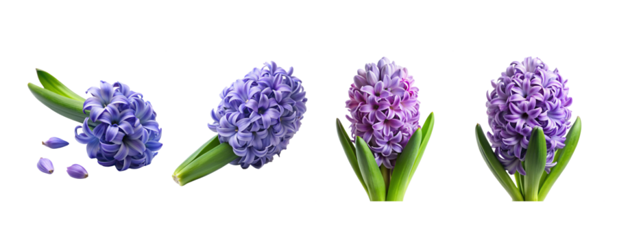 Hyacinth Flower Bundle