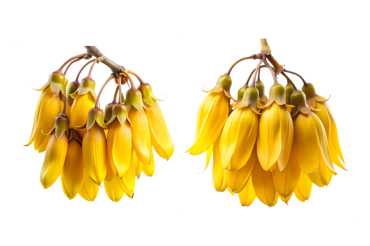 Kowhai Flower Bundle