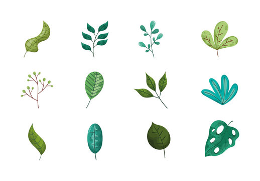 Green Leaves Nature Botanical Tropical Illustrations Set