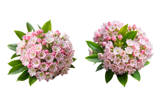 Mountain Laurel Flower Bundle