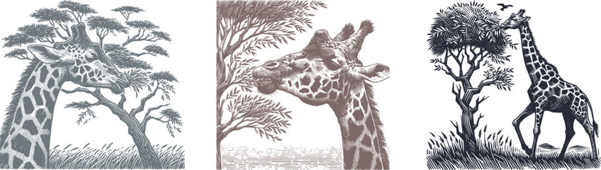 Vintage woodcut engraving set of a giraffe eating leaves from a tall tree, brush grain texture, nature wildlife scene, rustic postal stamp card style illustration print