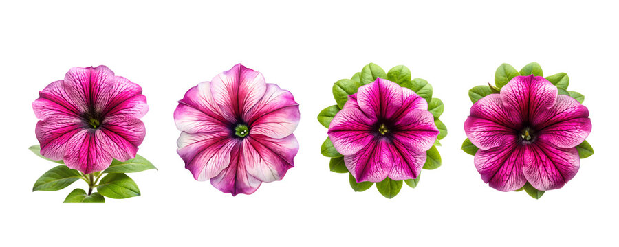 Pitunia Flower Bundle