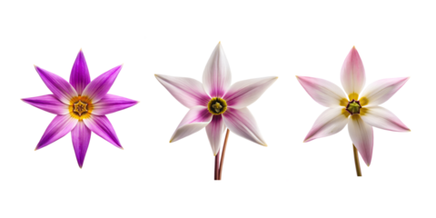 Shooting Star Flower Bundle