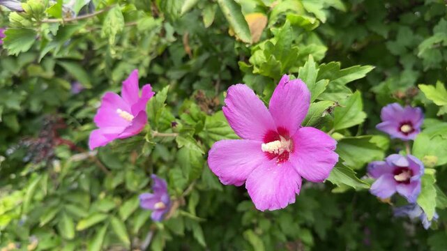 Flowering shrub with pink flowers of Hibiscus syriacus or Rose of Sharon, in the garden.
