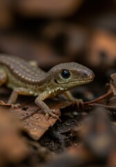 Fototapeta premium Close-up of a small lizard crawling over dry leaves in a forest setting