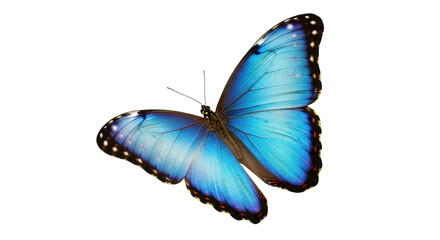Vibrant blue morpho butterfly isolated PNG with Transparent Background
