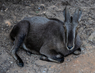 Nilgiri ibex