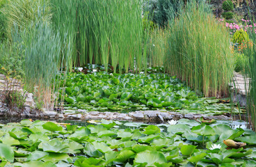 A tranquil pond filled with vibrant water lilies provides a peaceful atmosphere, surrounded by tall greenery and colorful flowers