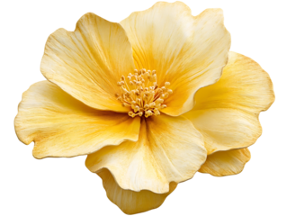 Golden yellow flower blossom isolated on transparent background
