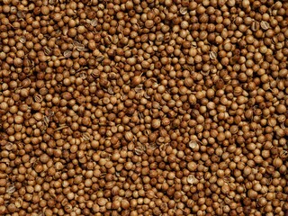 Dried coriander fruits (coriander seeds) background. Full frame.