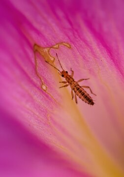 Close-up of a tiny insect on a vibrant pink flower petal, showcasing nature's beauty