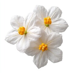 Obraz premium Elegant White Flowers with Yellow Center Accents on Clean Background