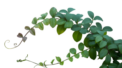Vine in Growth: A verdant vine, gracefully twisting with fresh green leaves, symbolizing growth and vitality, showcasing the resilience of nature in an isolated environment.