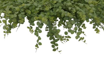 Cascading Foliage: A close-up shot showcases lush, cascading greenery, highlighting the natural beauty and intricate details of leaves.