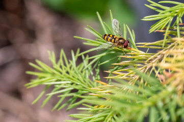 Schwebfliege
