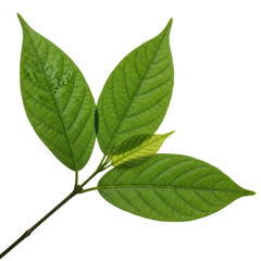 Fototapeta premium Green leaves of tropical plant with stem isolated PNG with Transparent Background