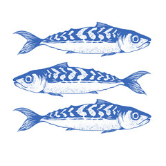 Sardines fish artwork for t shirt print, poster, sticker and other uses. Fish digital painting. Cook fish for lunch. Seafood t shirt design. Canned fish artwork