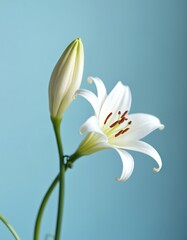 Obraz premium White lily flower in bloom. White petals with yellow stamens against a soft blue background. Floral composition for design, nature. Spring blossom blooming. Elegant, peaceful, serene, fresh flower.