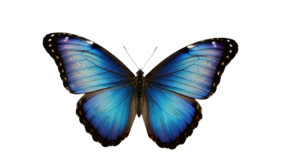 Vibrant blue morpho butterfly with detailed wing pattern isolated PNG with Transparent Background