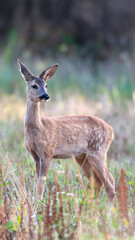 Young Roe deer turning its head to identify a noise in a clearing at sunset. Capreolus capreolus,...