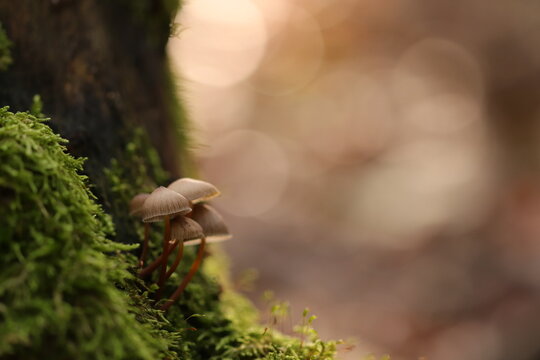 funghi nel bosco in autunno