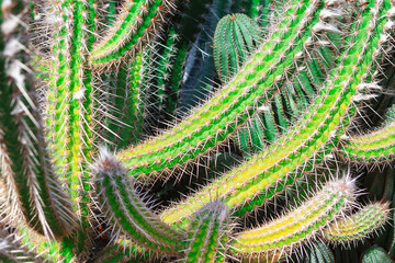 Patterns of vibrant green and yellow spines adorn cactus. Green cacti fill the frame, their sharp spines and ridged textures. Macro view highlights unique forms and clustered desert beauty
