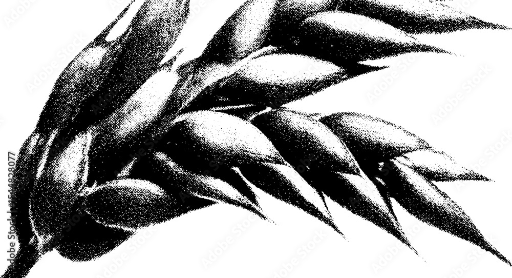 Poster close-up of wheat spikes for rustic design or harvest theme