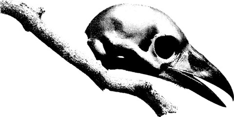 Raven skull perched on branch in high contrast black and white for halloween decor