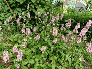 Stachys Summer Crush is a new hybrid variety with dense inflorescences of a delicate pink color,...