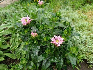 Monarda SUGAR BUZZ 'Pink Frosting' is a charming plant that brings a delicate touch of pink beauty...