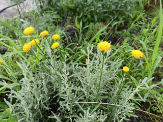 Santolina silver is an evergreen plant. A decorative compact bush of a rounded shape with silvery...