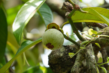 A tender young mangosteen clings gently to the branch, quietly awaiting it's time to be gathered beneath the tropical sun.