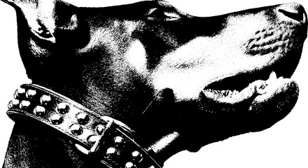 Intense doberman with studded harness in high contrast black and white design