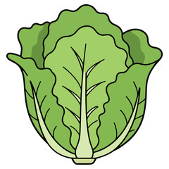 Lettuce vector illustration, simple design