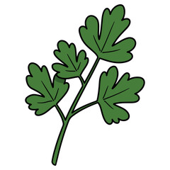 Parsley vector illustration, simple design