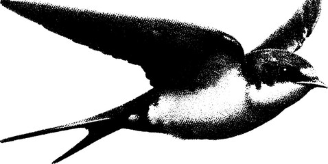 Swallow silhouette in high contrast black and white for nature design