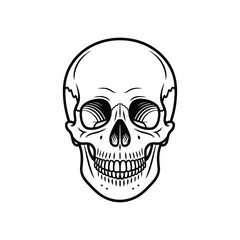 Detailed Line Art of a Human Skull on White Background