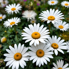 Fototapeta premium Gazania daisies growing in a flower garden with a drooping daisy in the background.