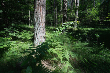 Sunlit Path Through a Lush Forest